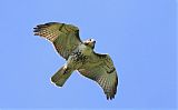 Red-tailed Hawk